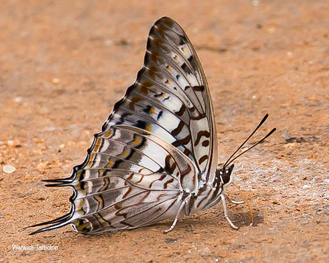 Eriboea achaemenes
